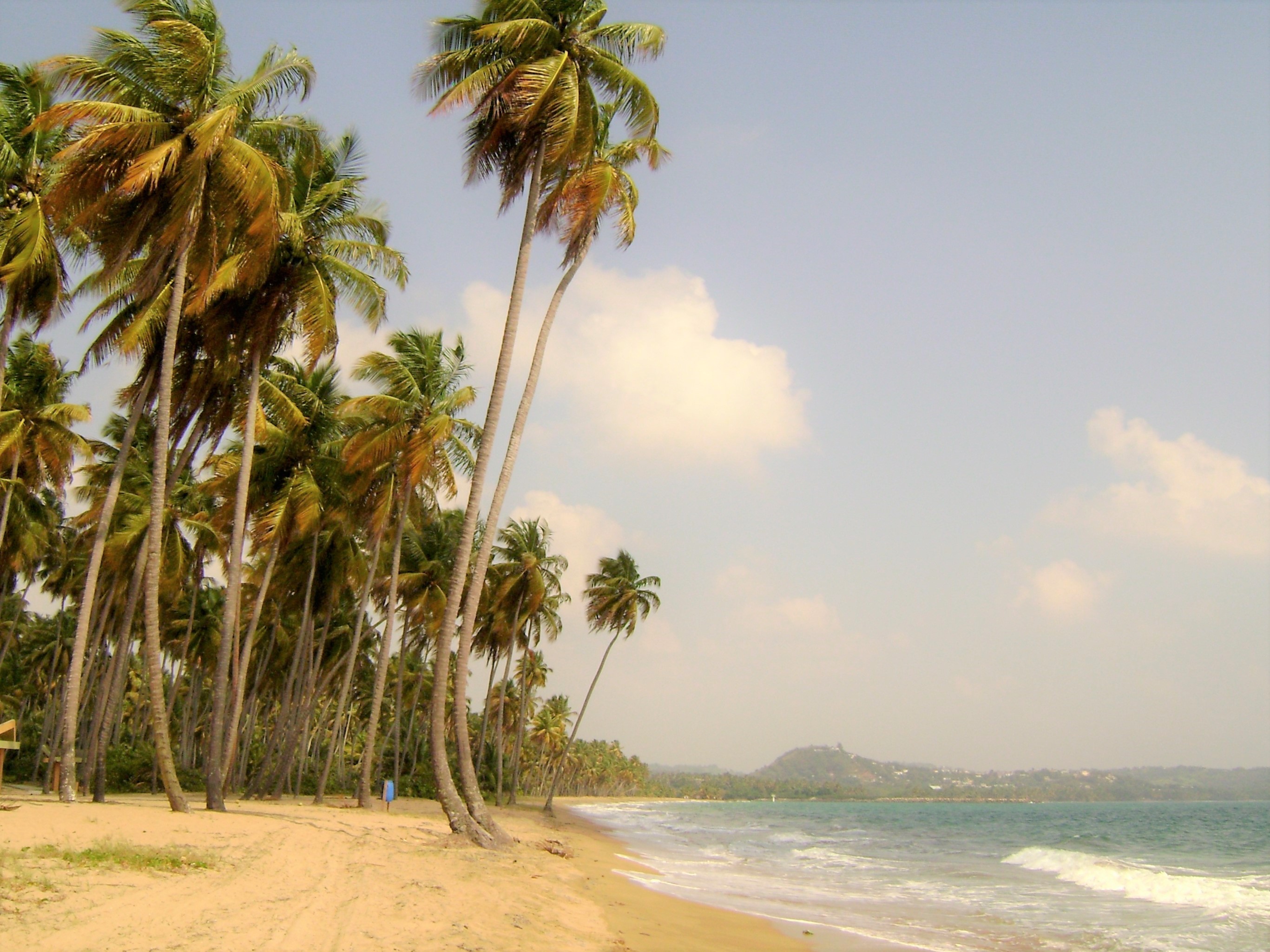 Puerto Rican Beach (image: commons.wikimedia.org)
