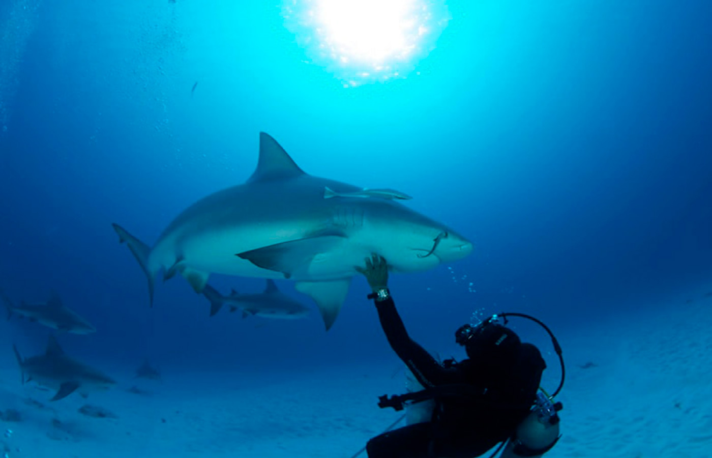 Swimming with a Bull Shark
