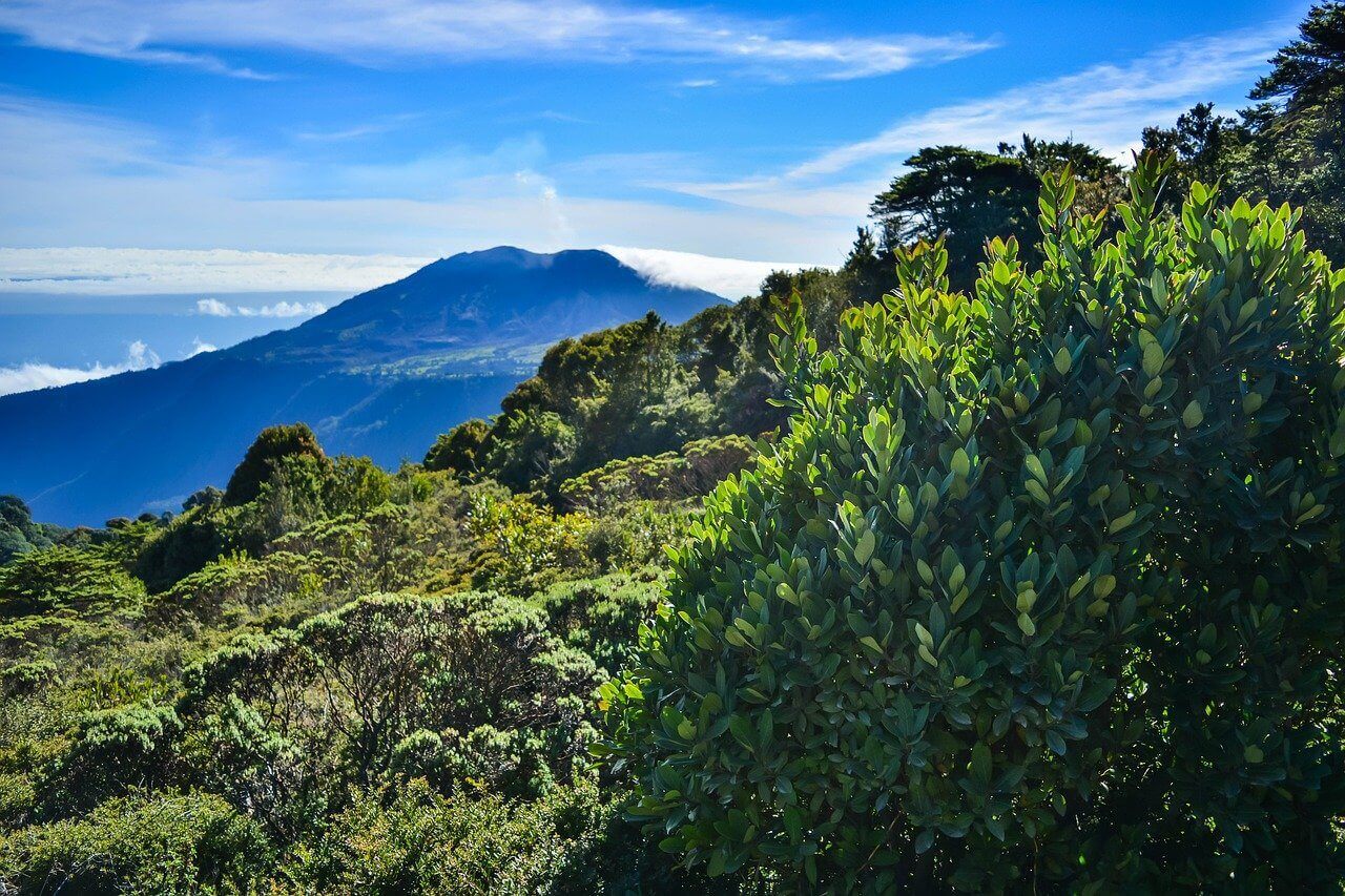 Costa Rica rainforest