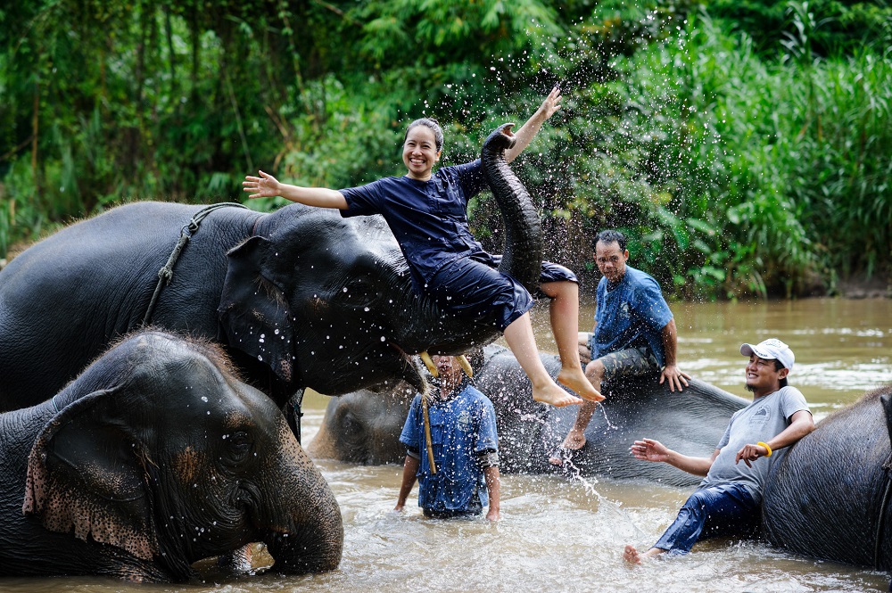 Elephants in Thailand