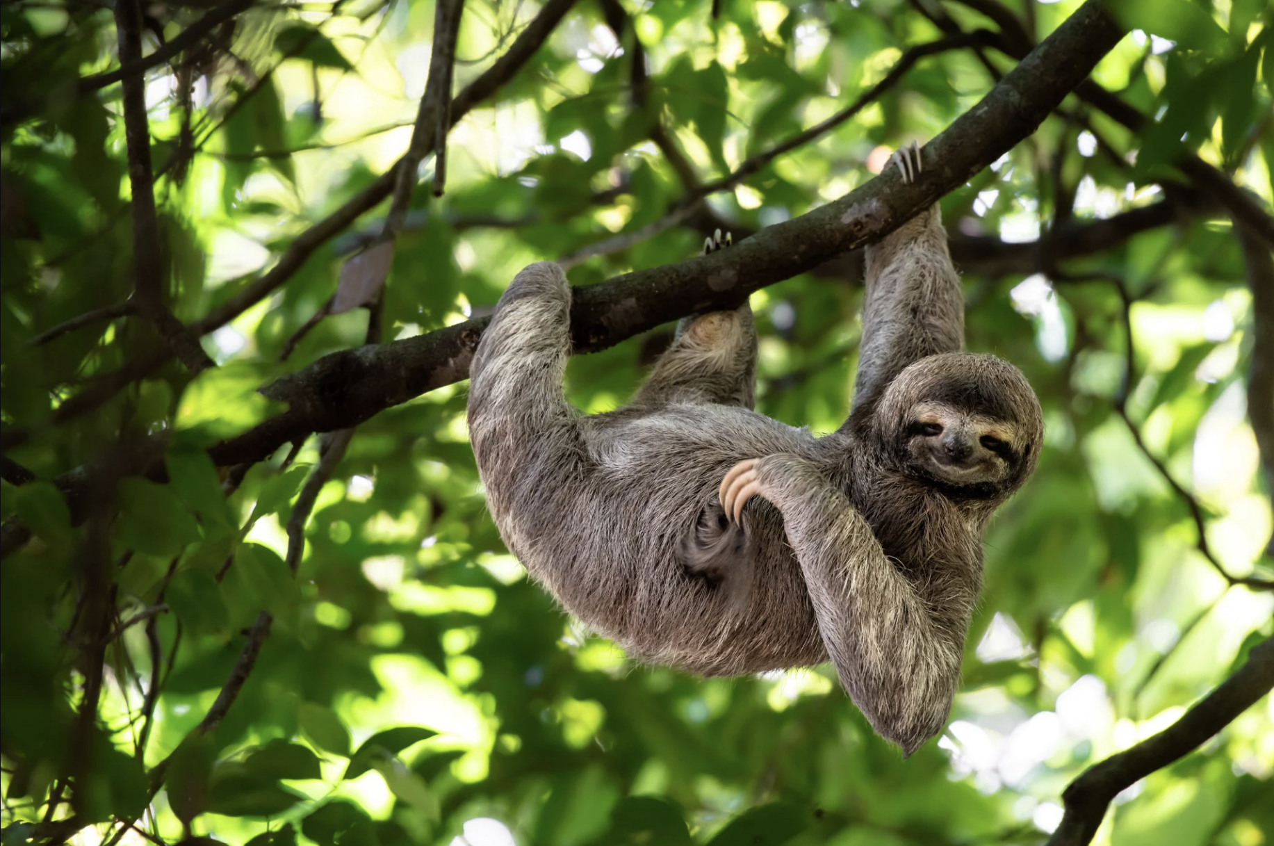 Sloth hanging from a tree