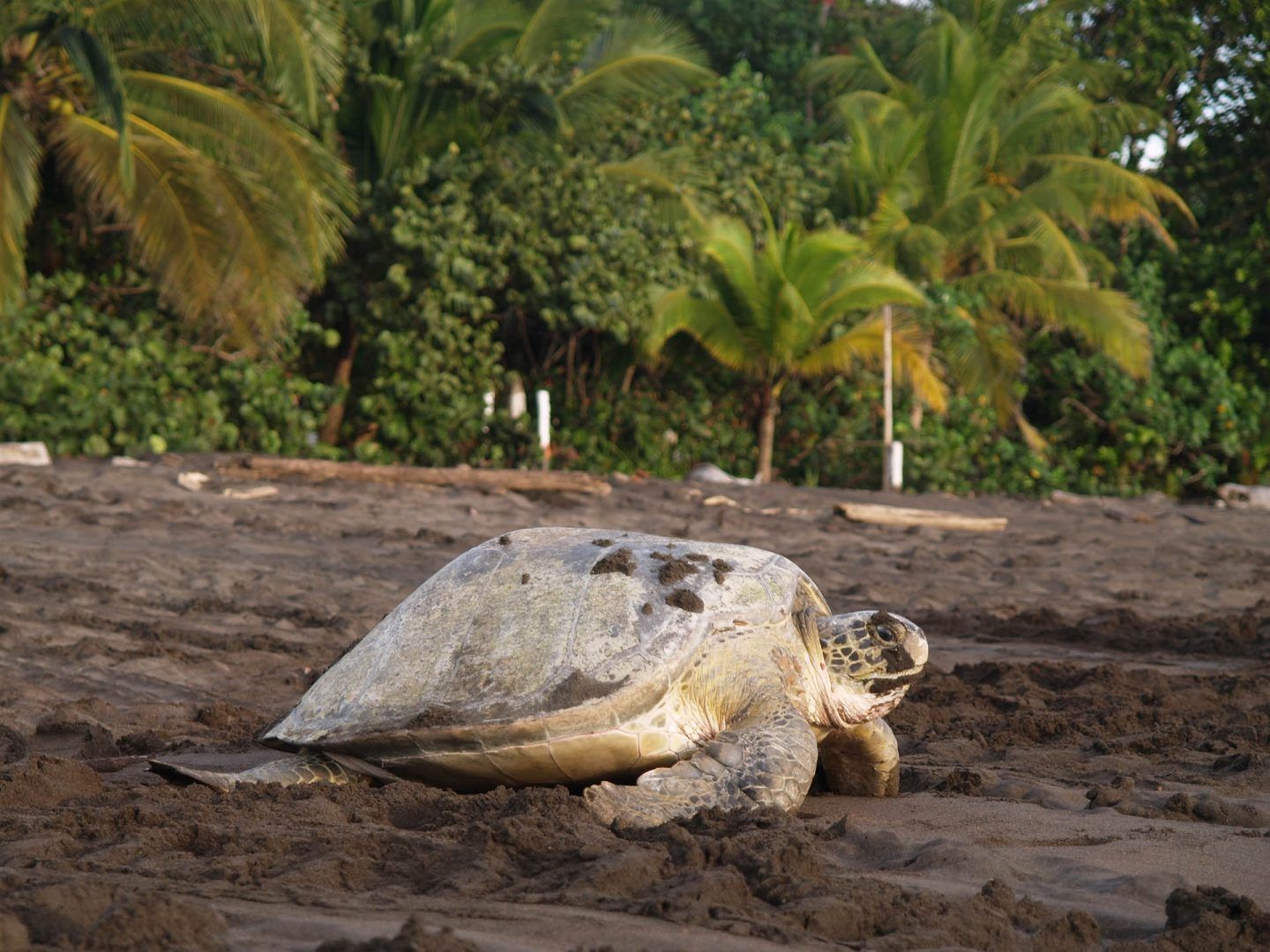 Sea Turtle on a beach