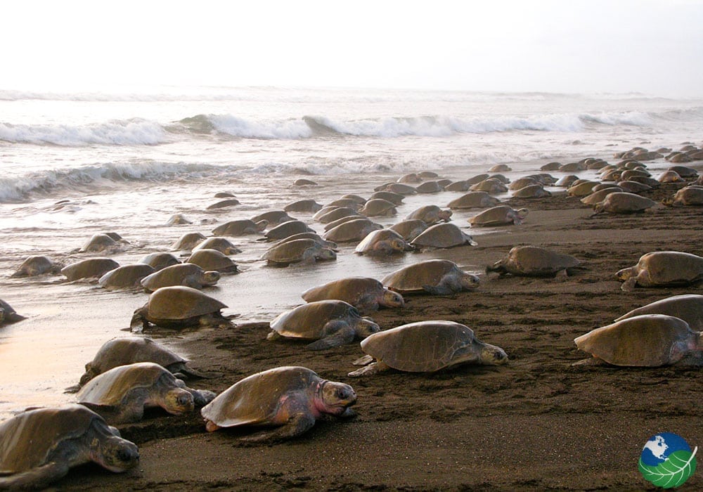 Turtles on the beach