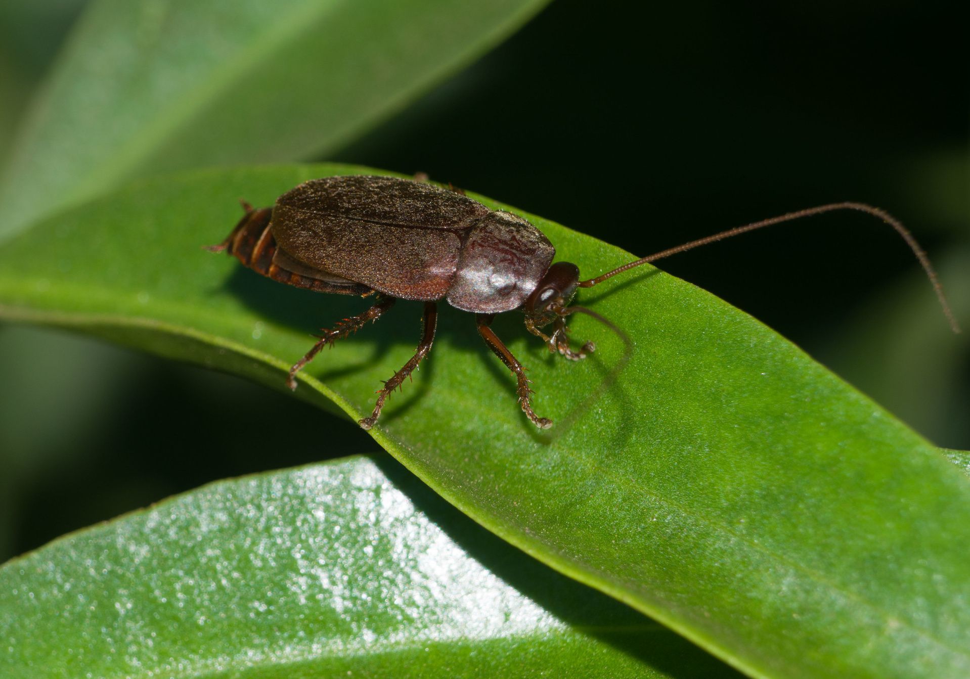 Beetle Mimic Cockroach