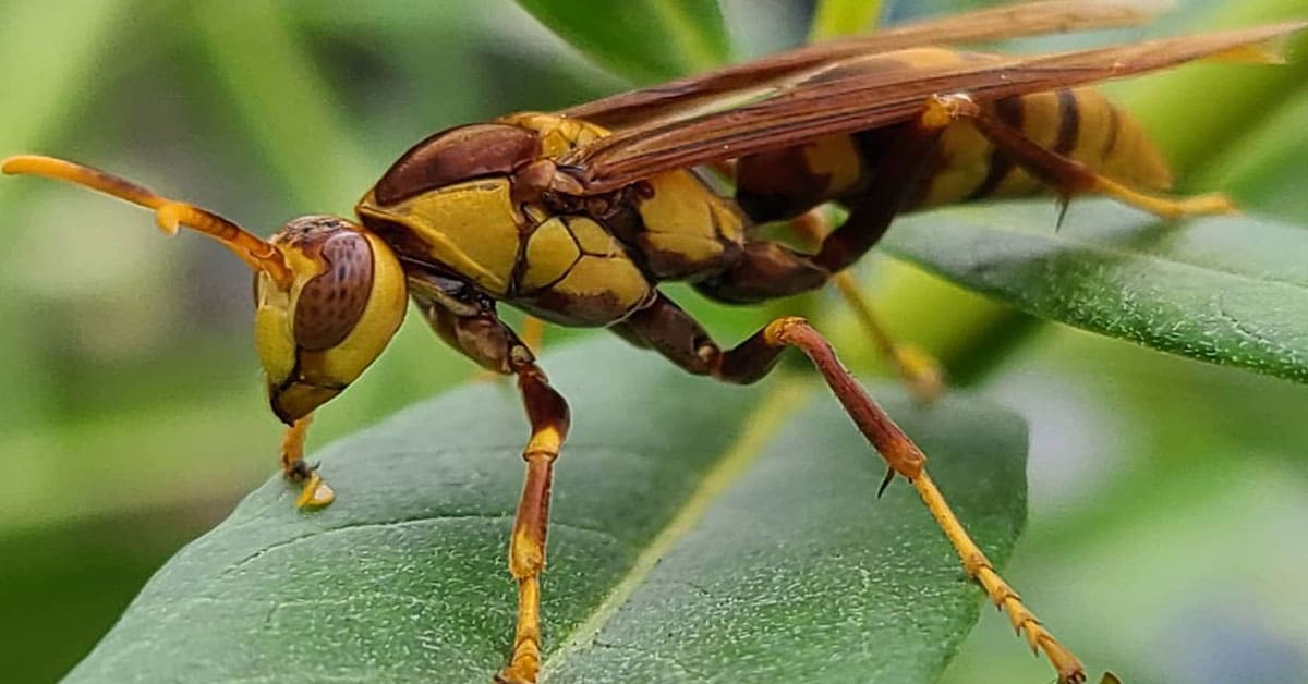 Executioner Wasp