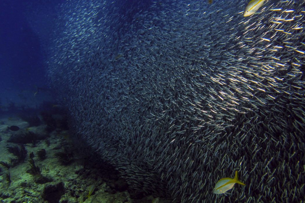 Florida Keys National Marine Sanctuary