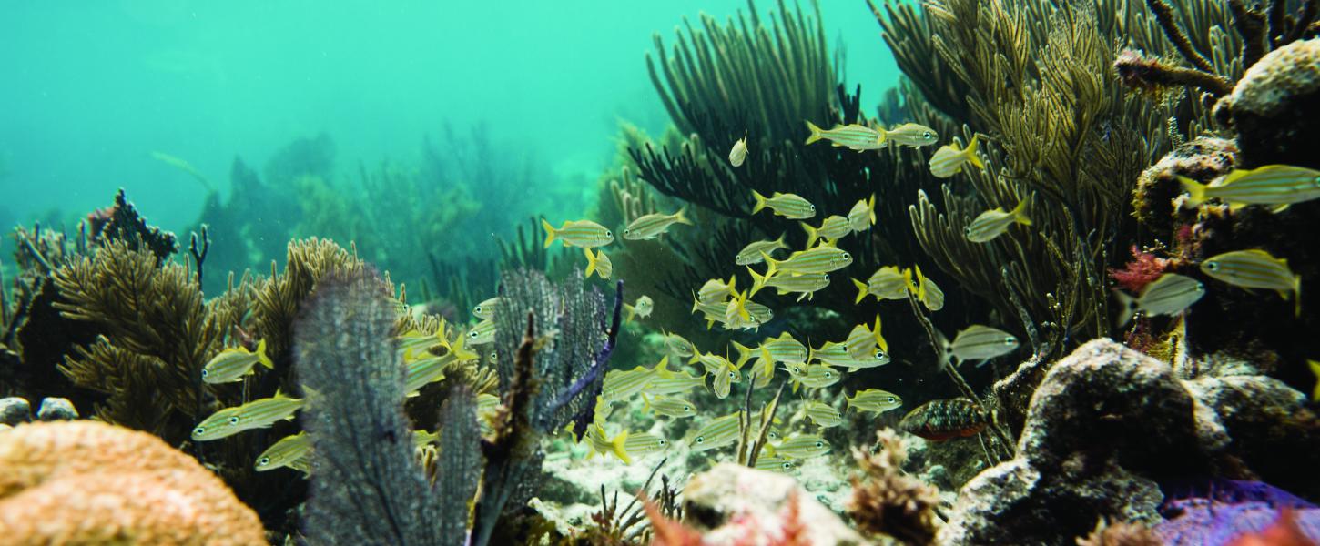 John Pennekamp Coral Reef State Park