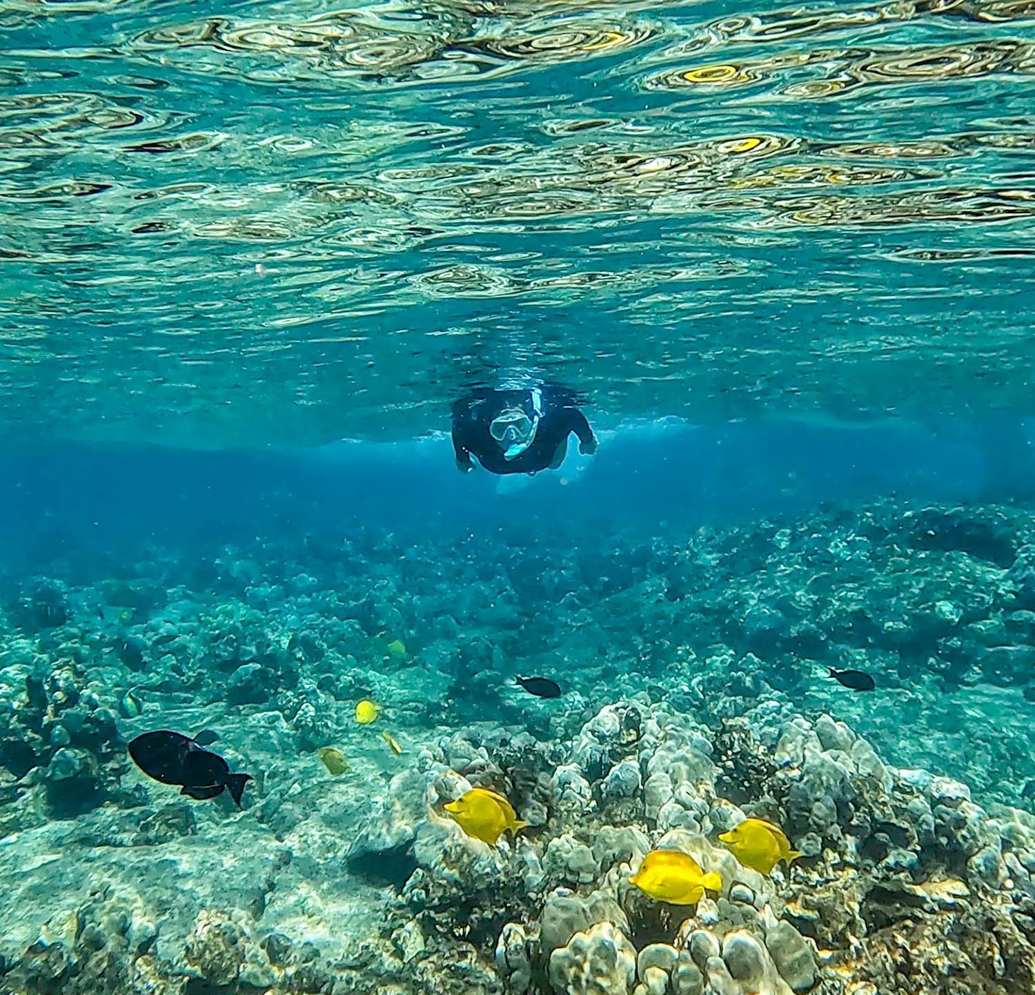 Kealakekua Bay snorkeling