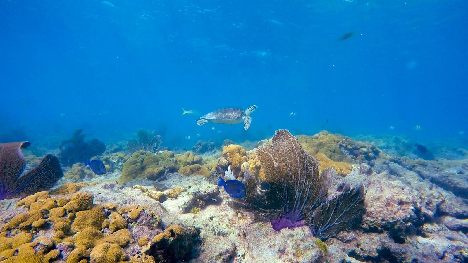 Looe Key Reef