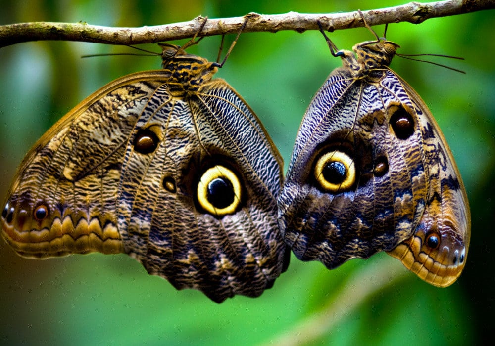 Owl Butterfly