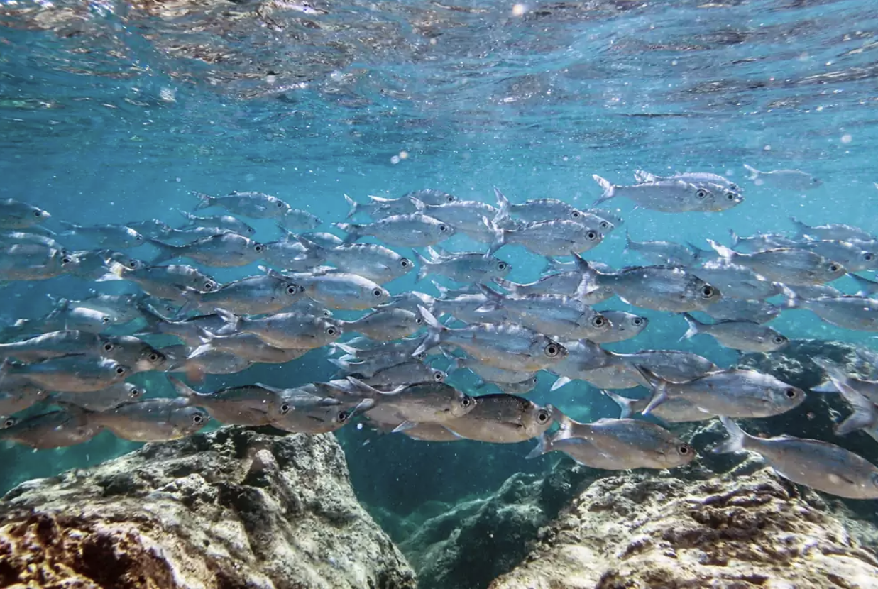 Fish at Waimanalo Beach Park