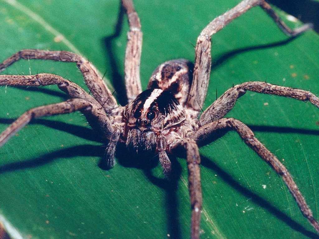 Wolfspider