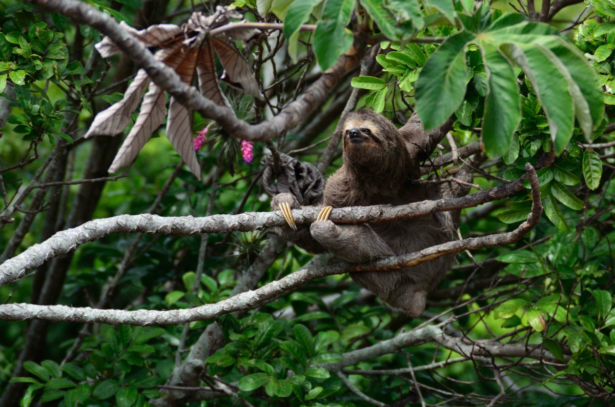 Sloth in a tree