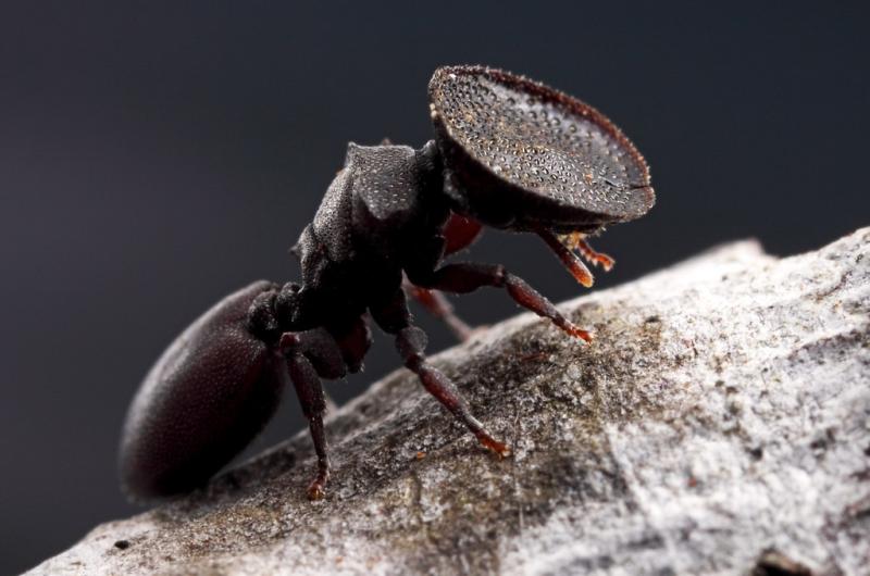 Turtle Ant