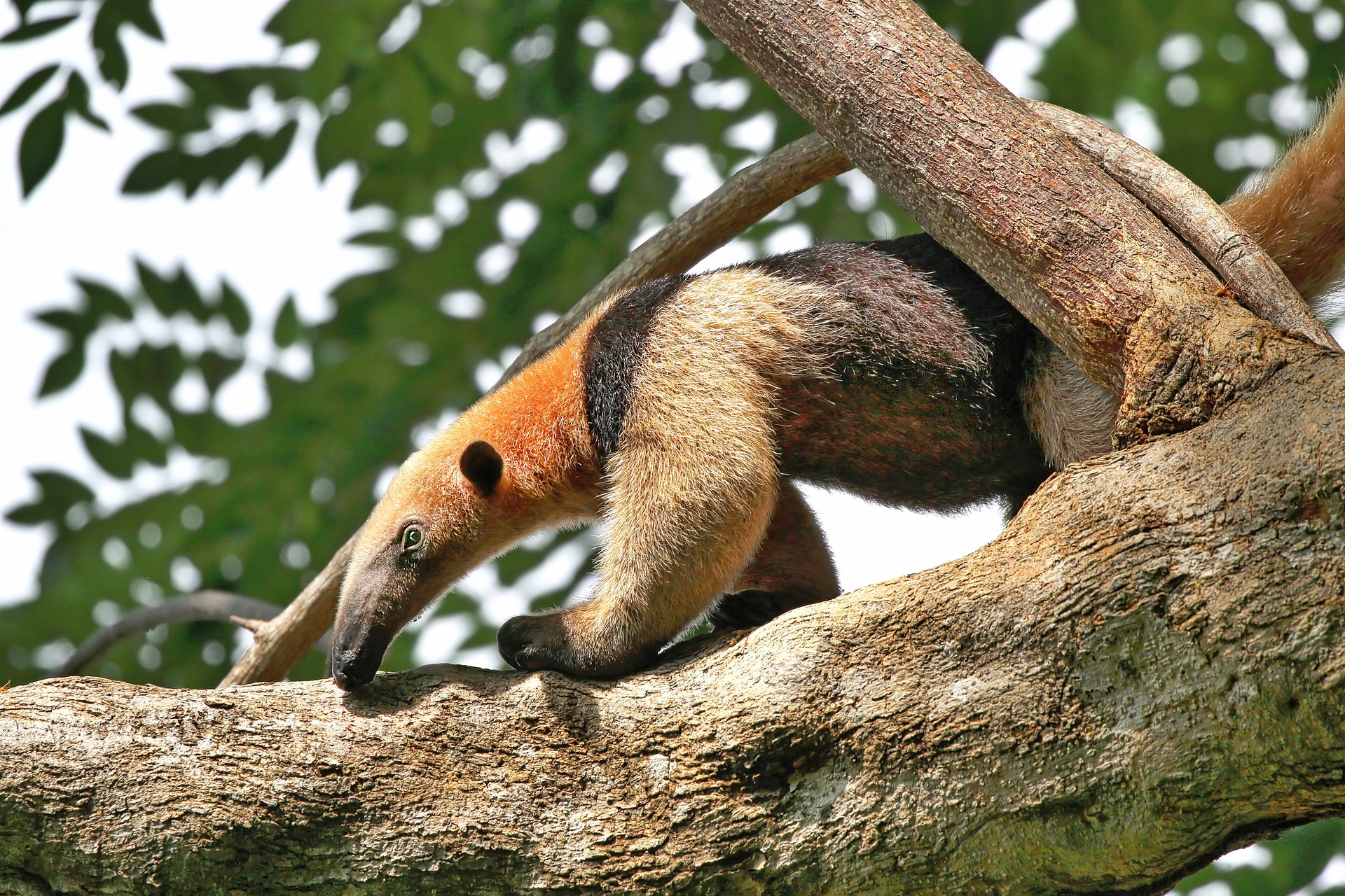 Anteater