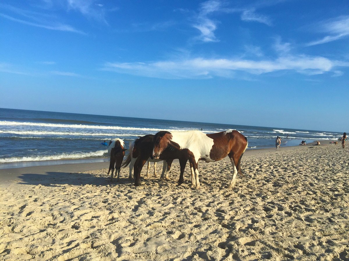 Assateague Island
