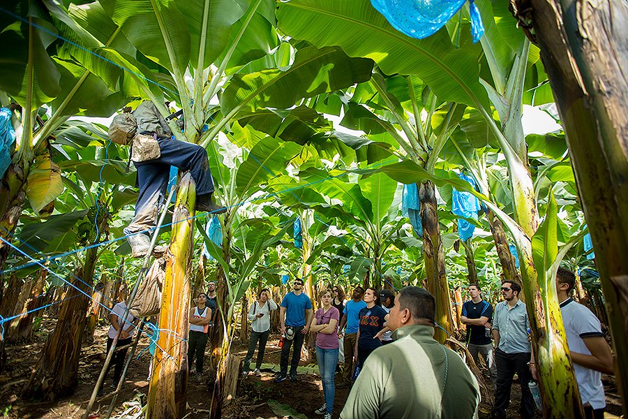 Banana Trees