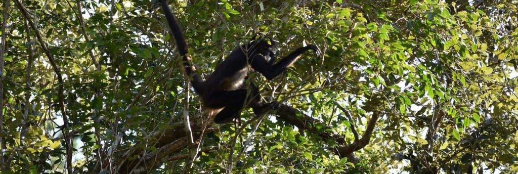 The Monkey Hill Nature Reserve