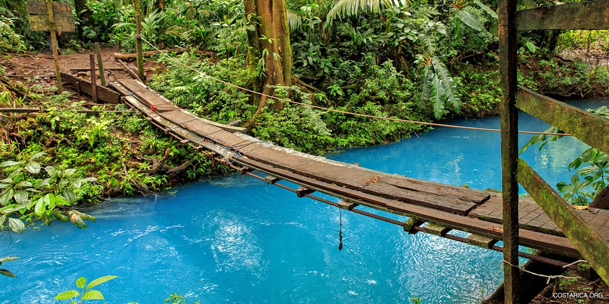 Forest bridge