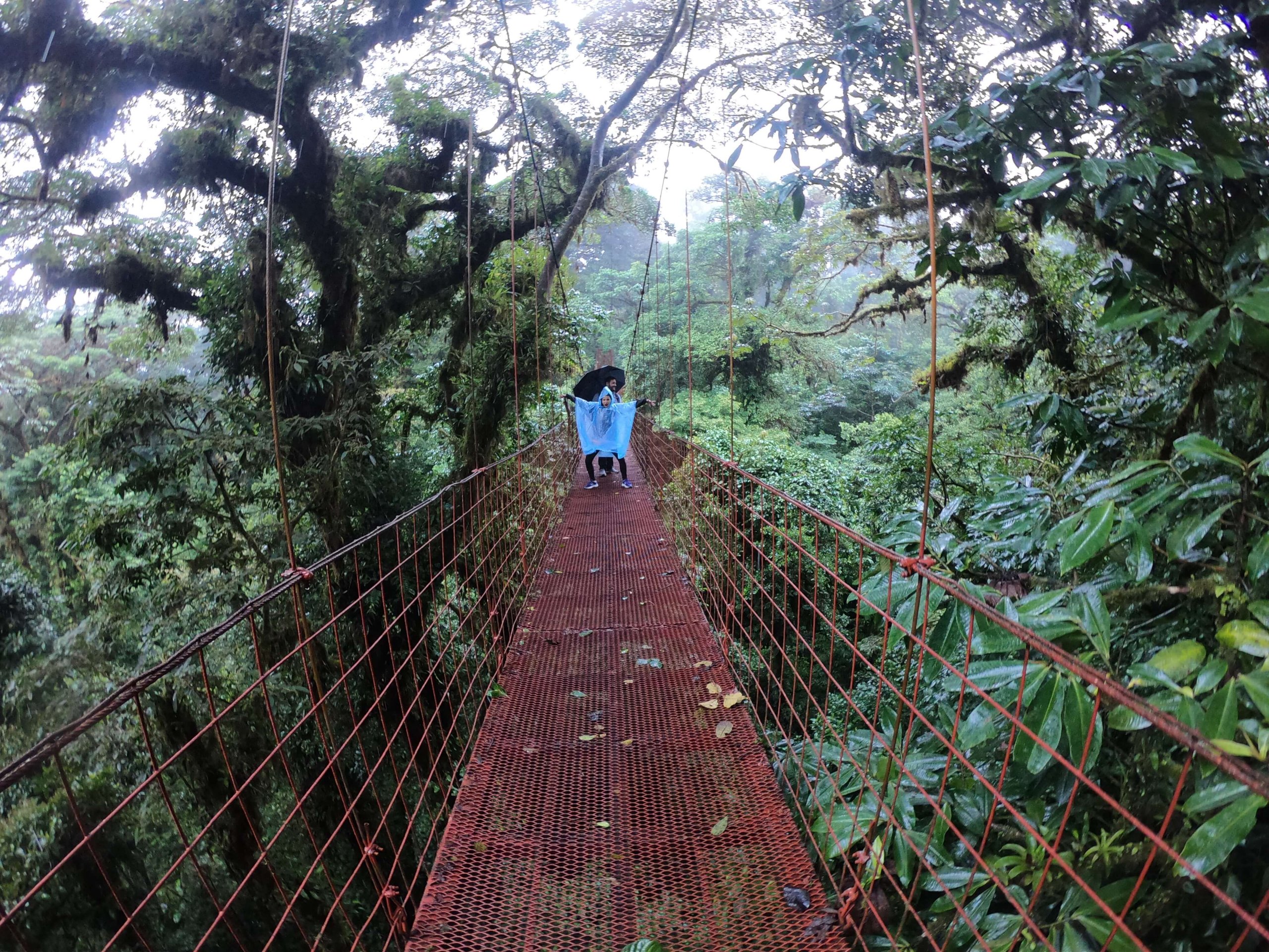 Bridge in the rainforest