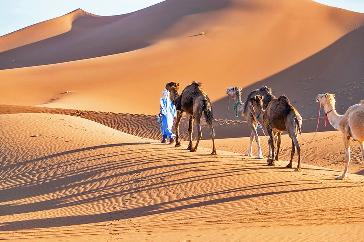 Riding camels