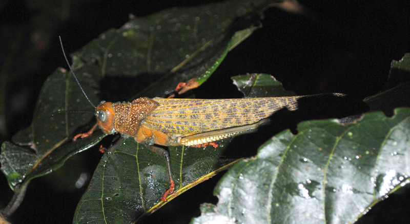 Giant Brown Cricket