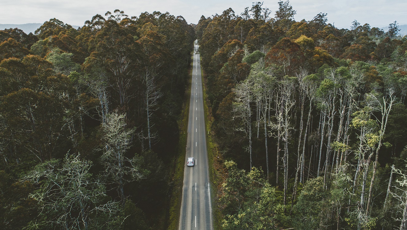 Driving through the forest