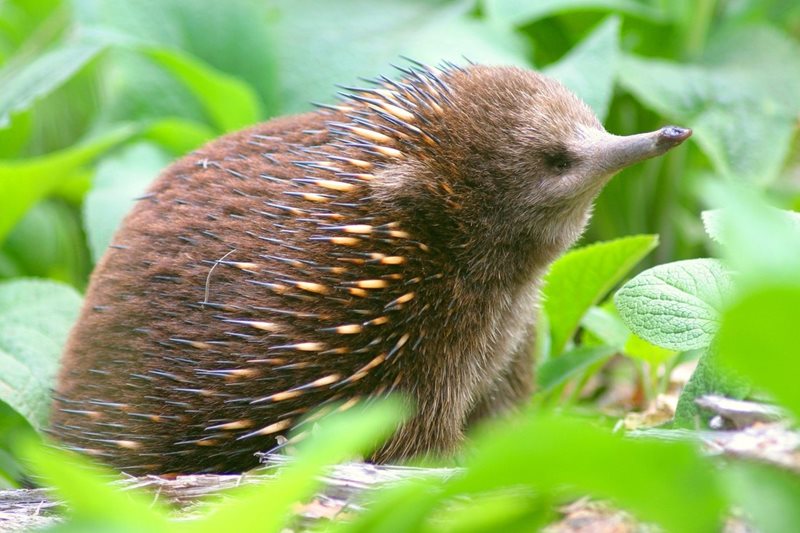Echidna