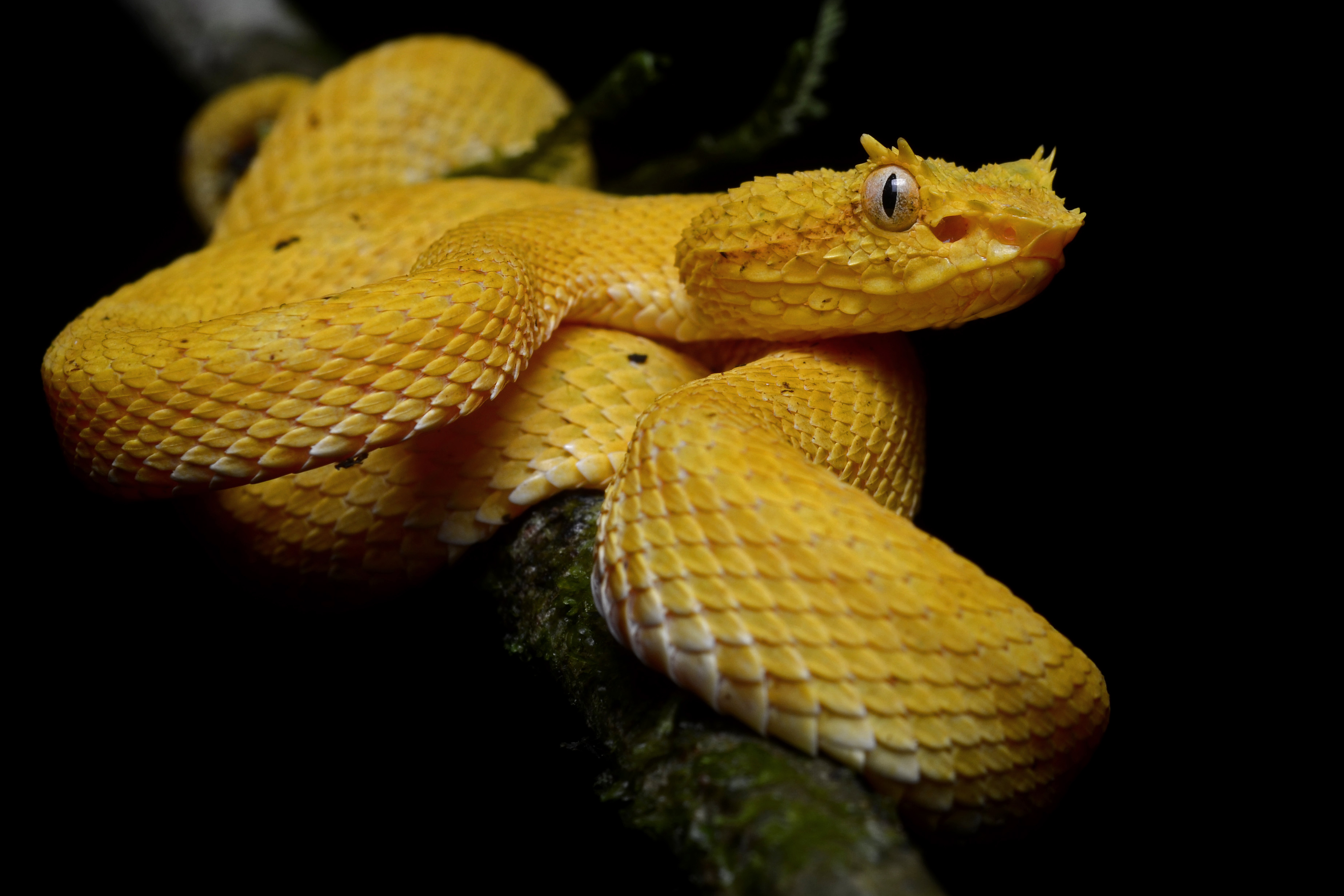 Eyelash Palm Pit Viper