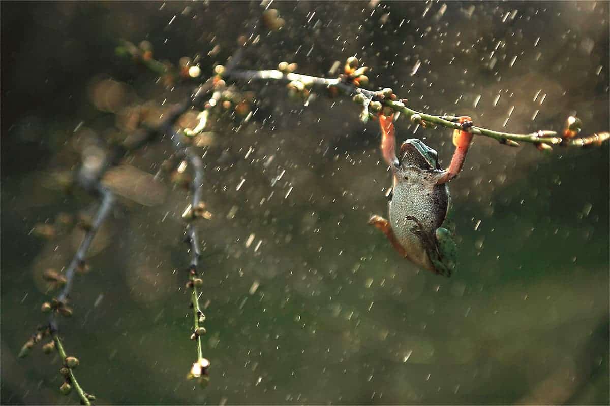 Frog hanging on a branch during the rain