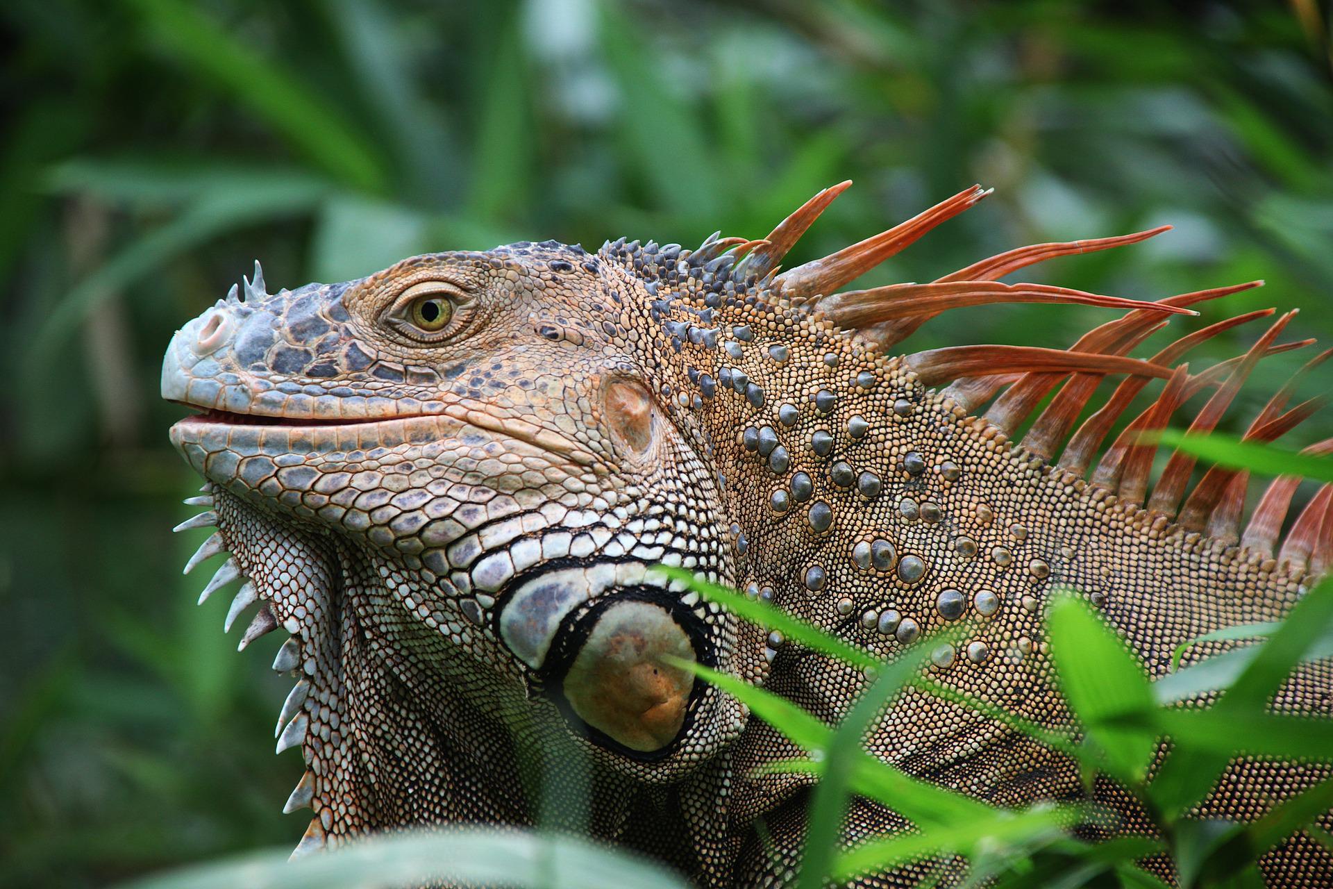 Iguana