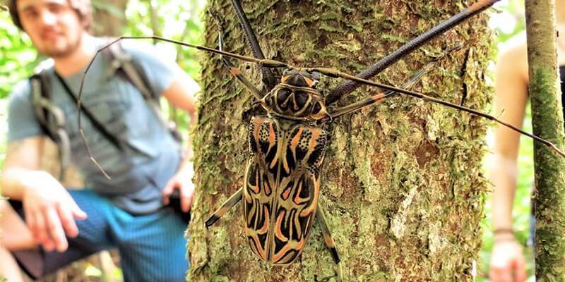 Tourist looking at bug in rainforest