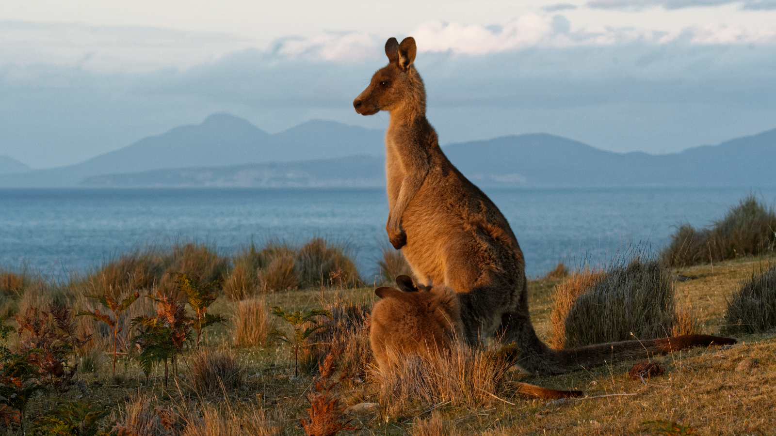 Kangaroo