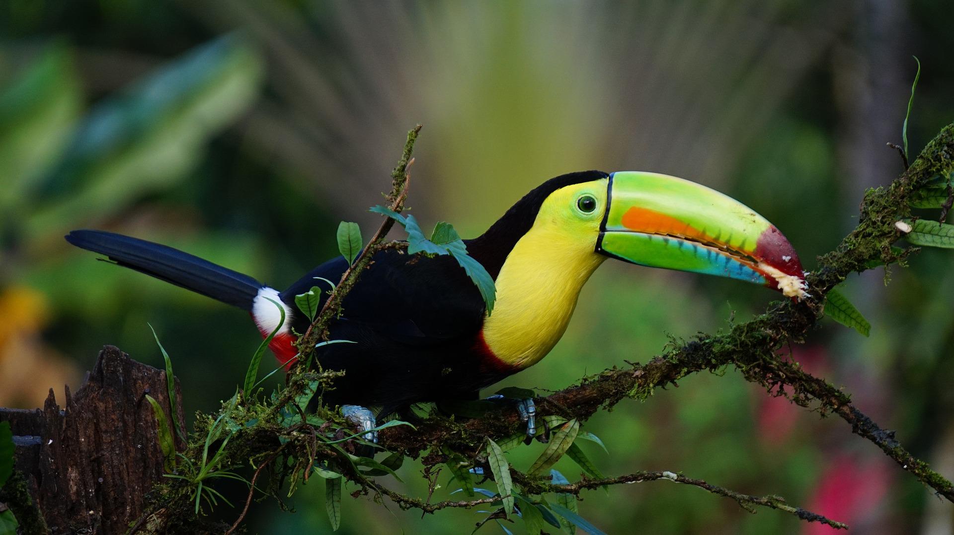 Keel Billed Toucan