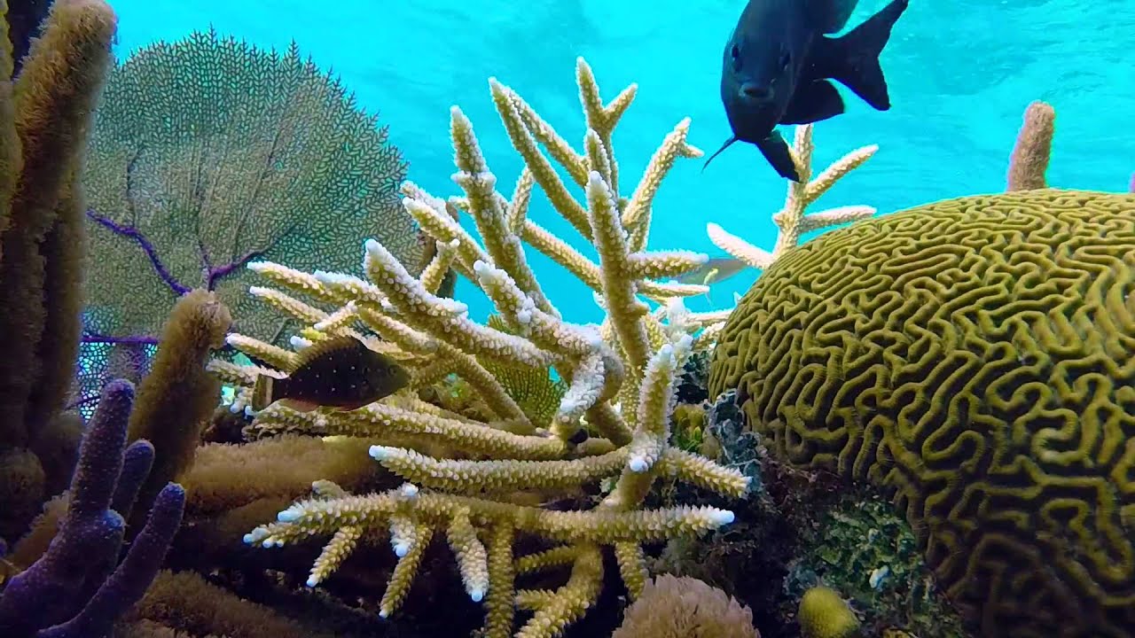 Tropical fish at Rum Point
