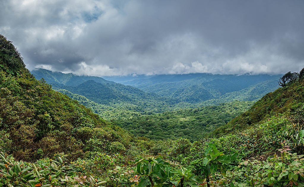 Rainforest and mountains