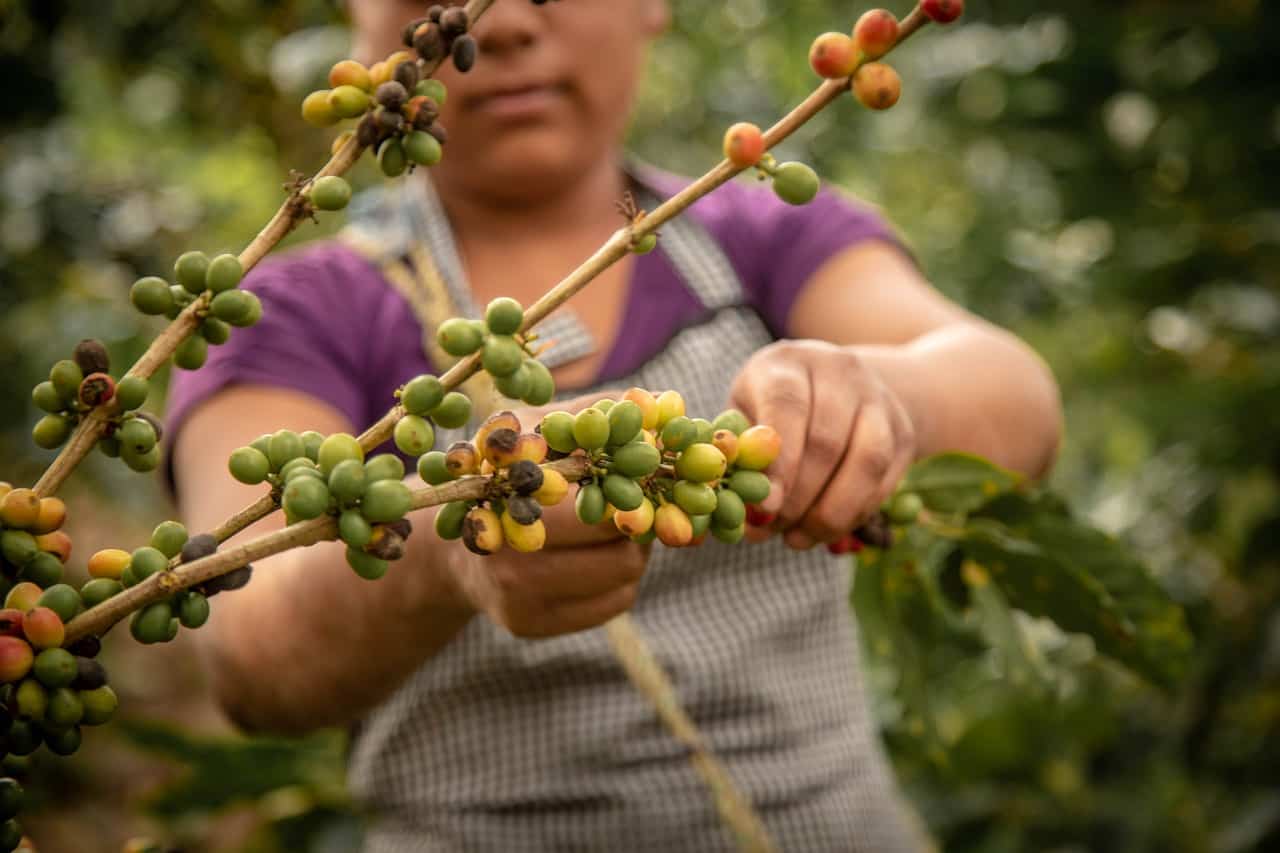 Picking coffee beans in Costa Rica