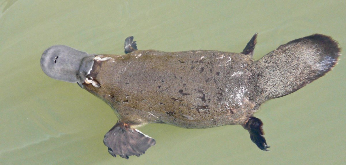 Platypus