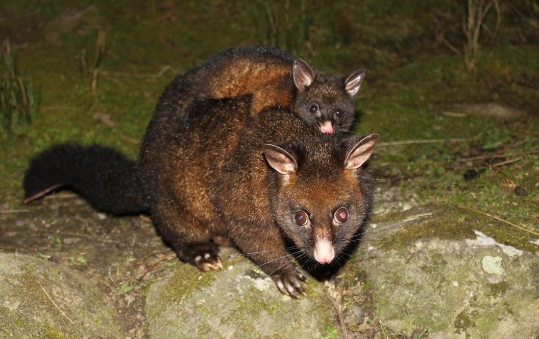 Possum mother and baby