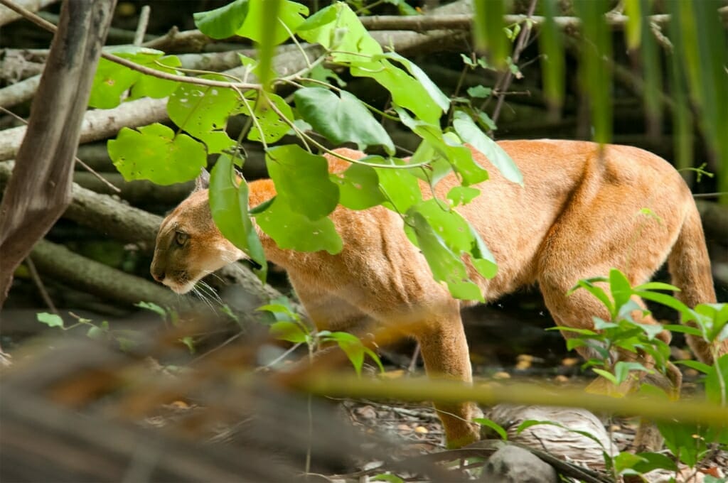 Puma