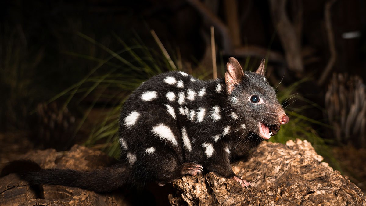 Quoll