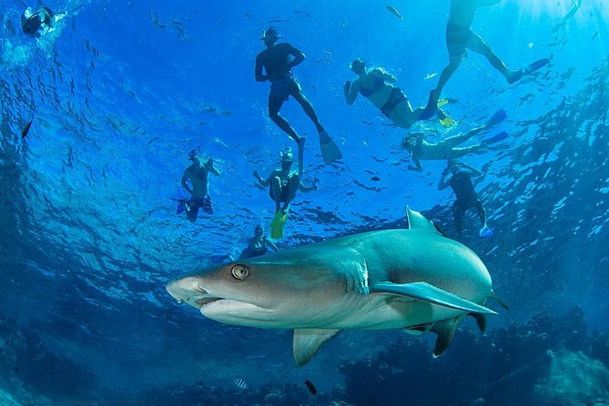 Swimming with a shark