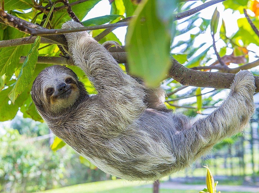 Sloth in a tree