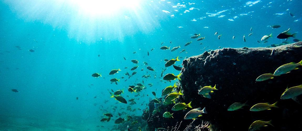 Cementary Reef