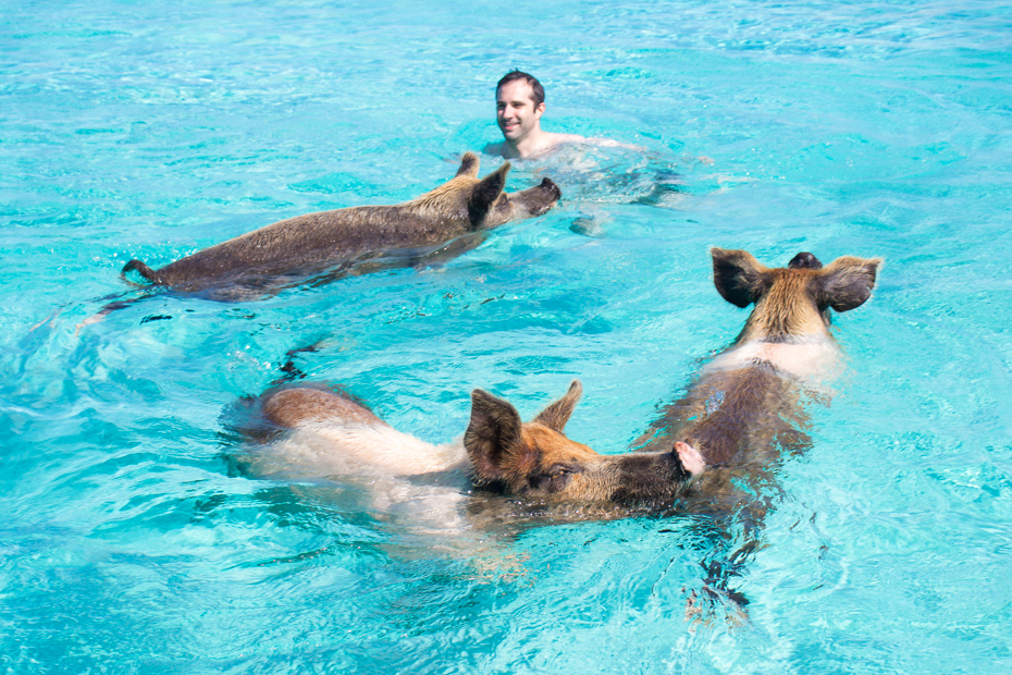 Swimming with pigs