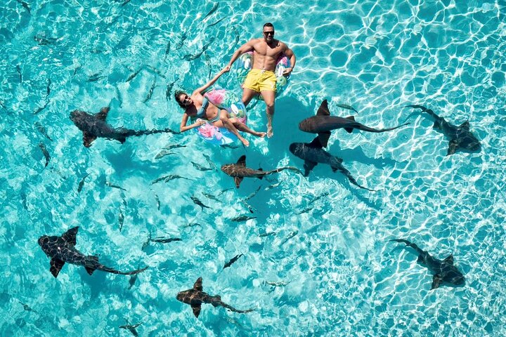 Swimming with Sharks