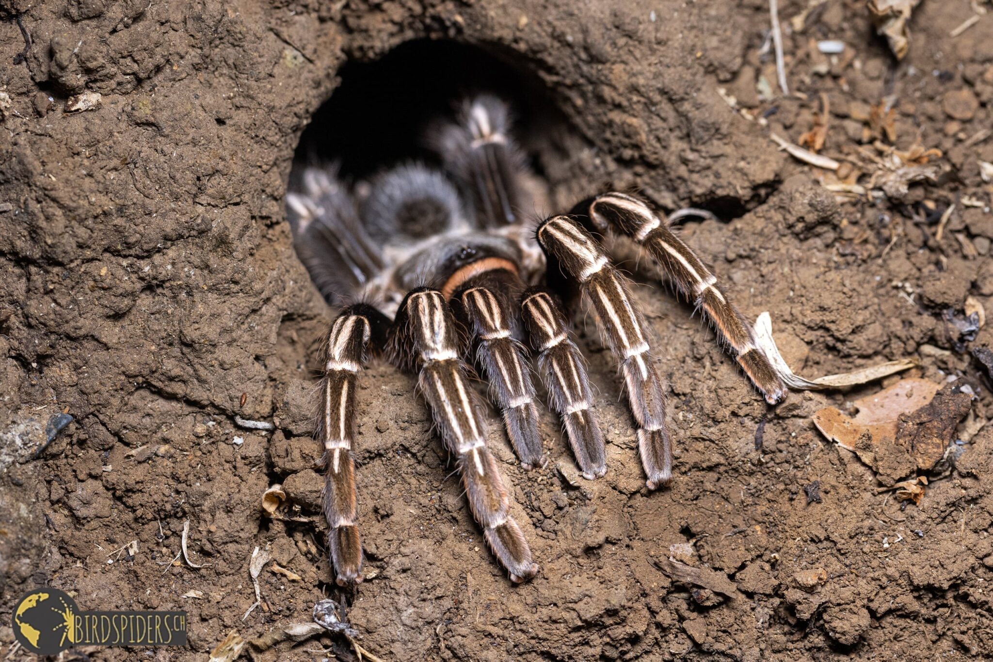 tarantula in the ground