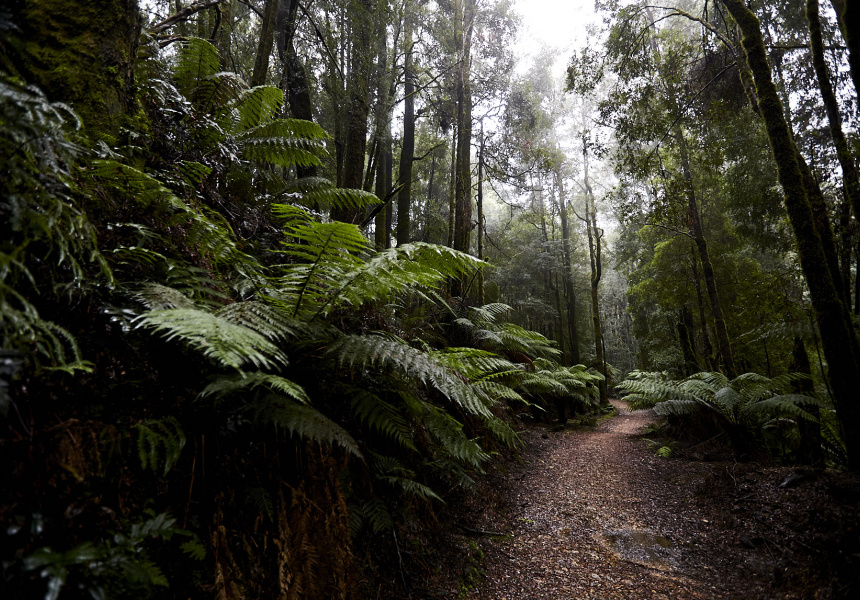 Tasmanian Rainforest