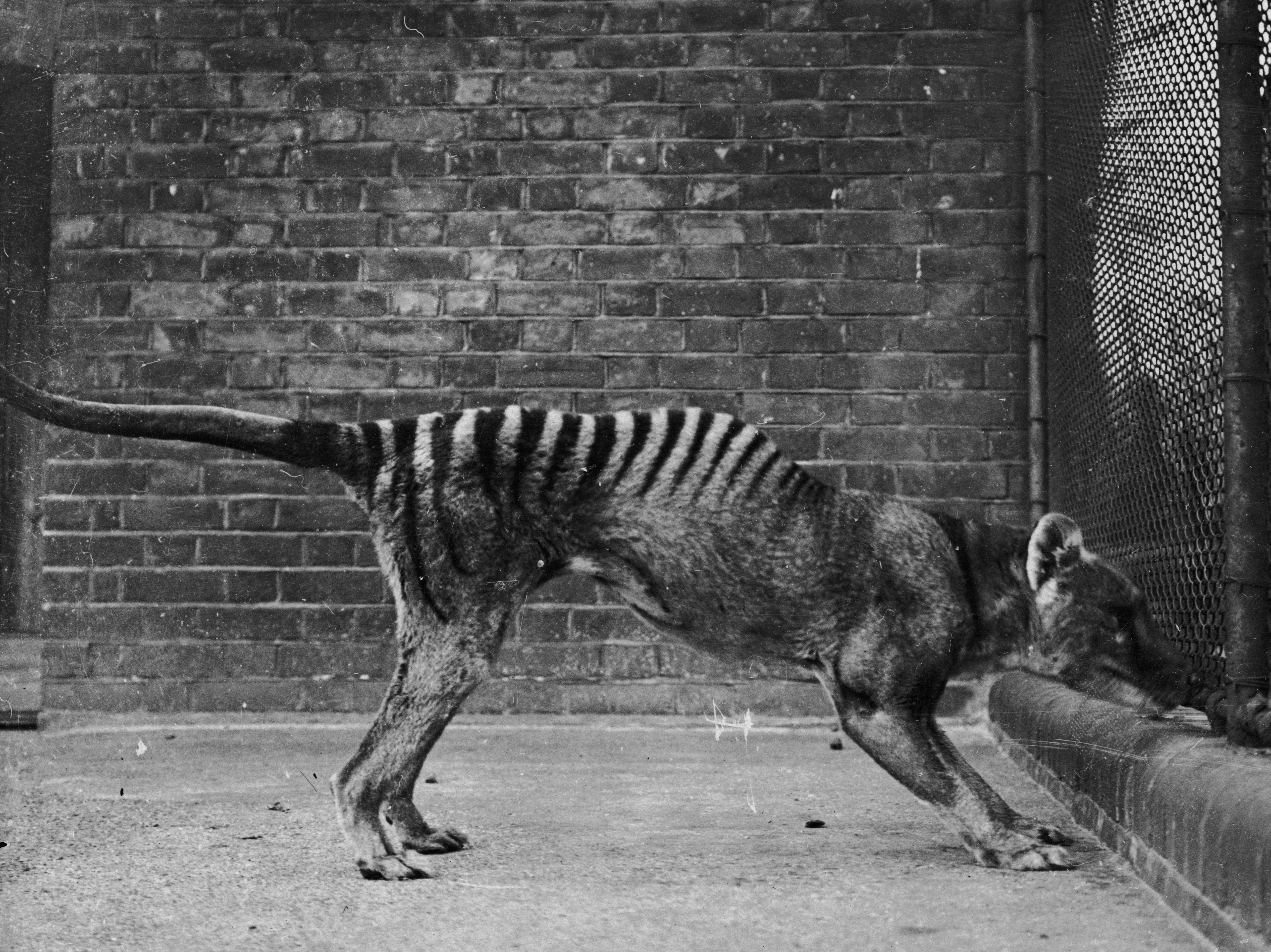 Tasmanian Tiger