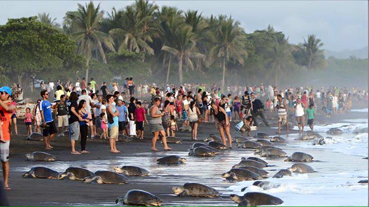 Sea Turtles on the beach